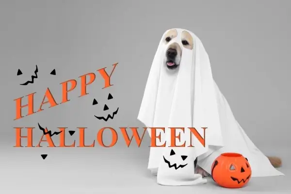 Happy Halloween from Mortgage Options Of Texas